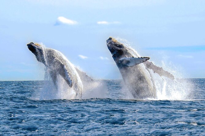 Half Day Private Sailing Cruise Puerto Vallarta with Snorkeling - Sailing, shade, and the return trip