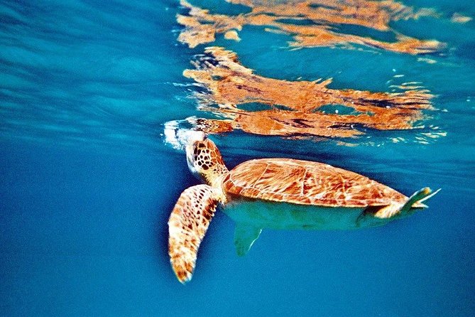 Half Day Sail and Snorkel with the Turtles - Who will enjoy this sailing and snorkel trip?