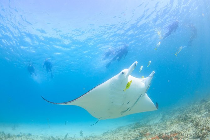 Half Day Sailing and Snorkeling Tour from Coral Bay - The Boomnet finish
