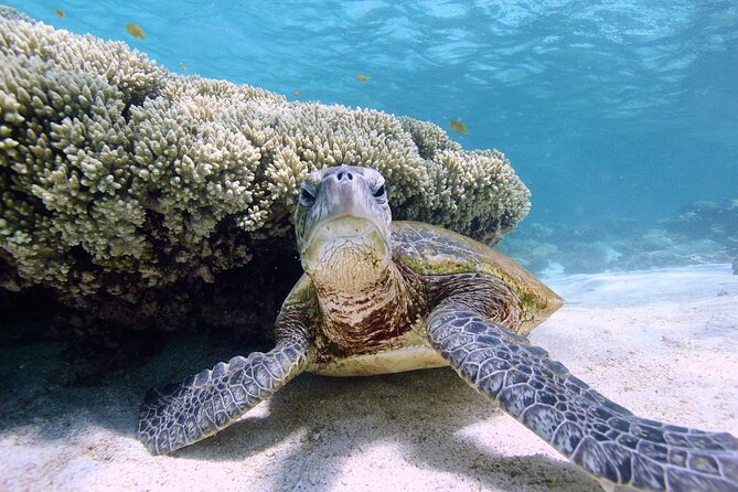 Half Day Sailing and Snorkeling Tour from Coral Bay - Is $132.69 a fair price?
