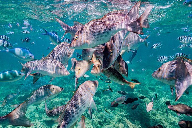 Half Day Sailing and Snorkeling Tour from Coral Bay - Who will get the most from this tour?
