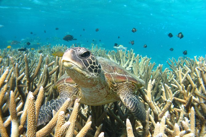 Half Day Sailing and Snorkeling Tour from Coral Bay - Timing, meeting point, and cancellation details