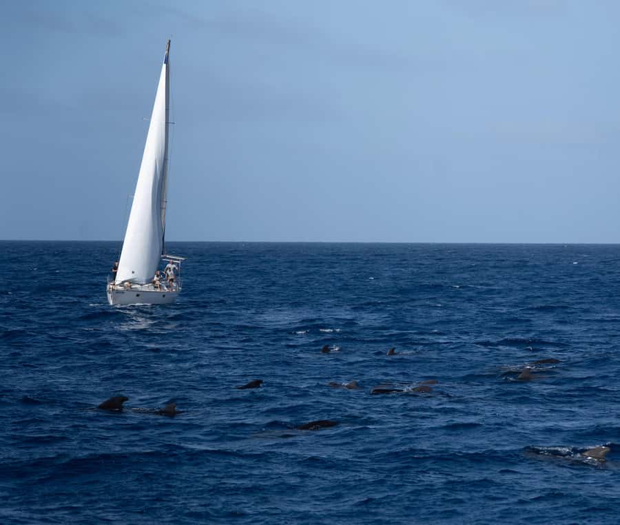 Half-Day Sailing Yacht Adventure in Sal Island - 3 hours - The crew and the mood onboard