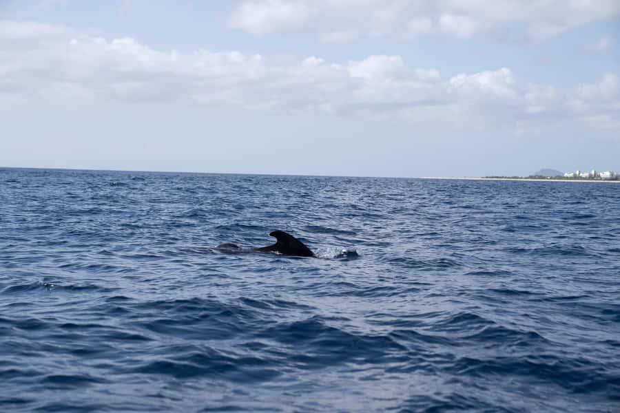 Half-Day Sailing Yacht Adventure in Sal Island - 3 hours - The swim and snorkel stop