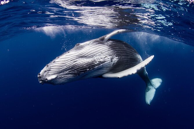 Half Day Tour : Moorea Snorkeling & Sailing on a Catamaran named Taboo - What the four-hour schedule feels like