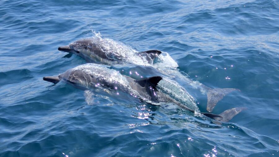 Heraklion: Dia Island Private Sailing Cruise with Full Meal - Should you book the Dia Island cruise?