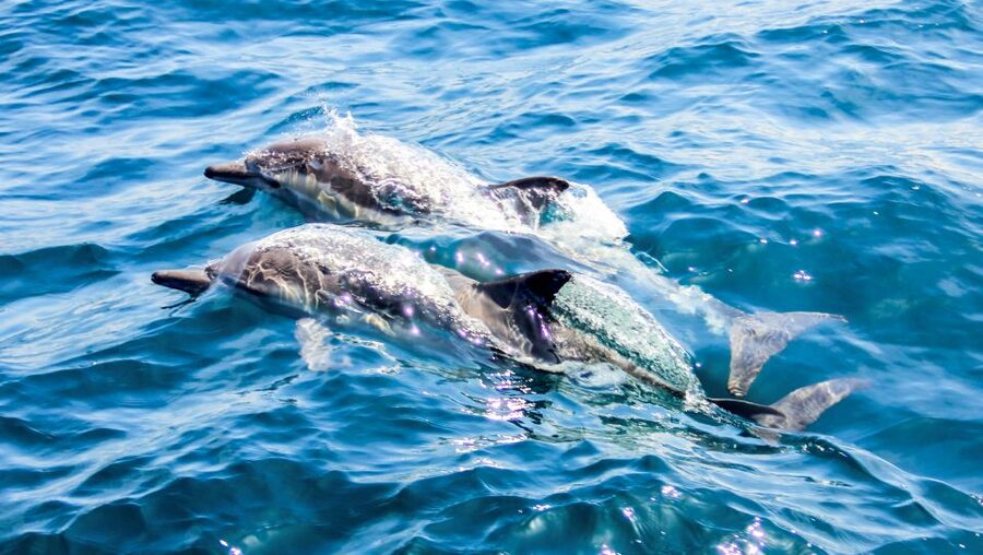 Heraklion: Dia Island Sailboat Cruise with Swimming and Meal - The one-hour sail back to Heraklion