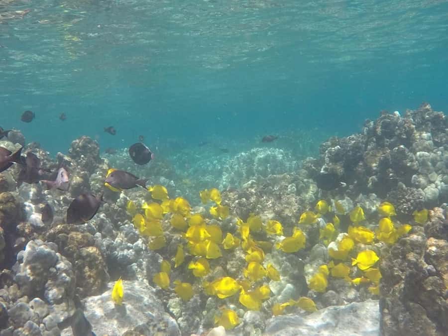 Kailua-Kona: Kealakekua Bay Snorkel and Sail with Lunch - Reaching the Captain Cook Monument