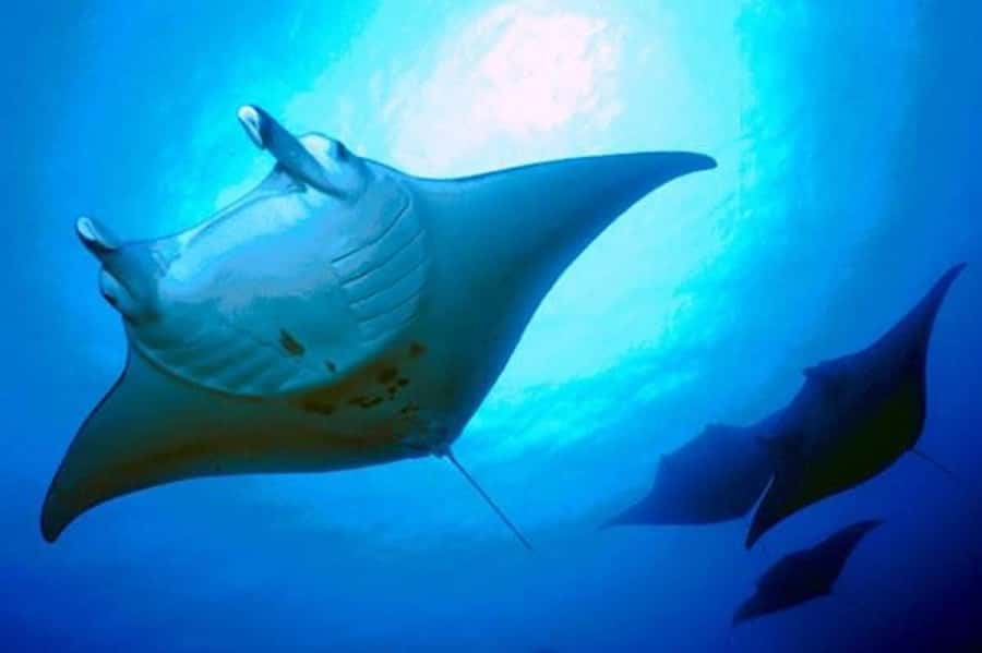 Kailua-Kona: Manta Ray Snorkeling and Sunset Sailing Cruise - Key points at a glance
