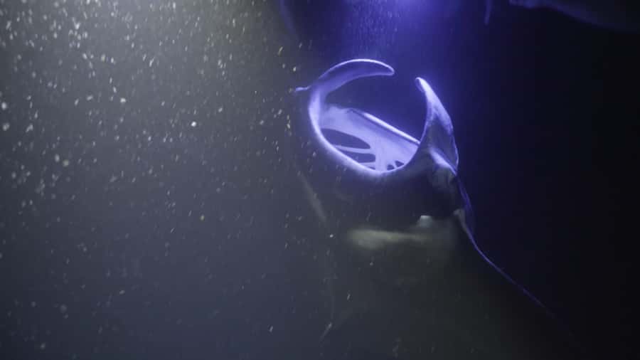 Kailua-Kona: Manta Ray Snorkeling and Sunset Sailing Cruise - Sunset views along the Kona coast