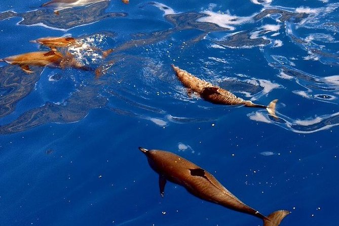 Kealakekua Bay (Captain Cook Monument) Snorkel and Sail Adventure - Lunch after snorkeling