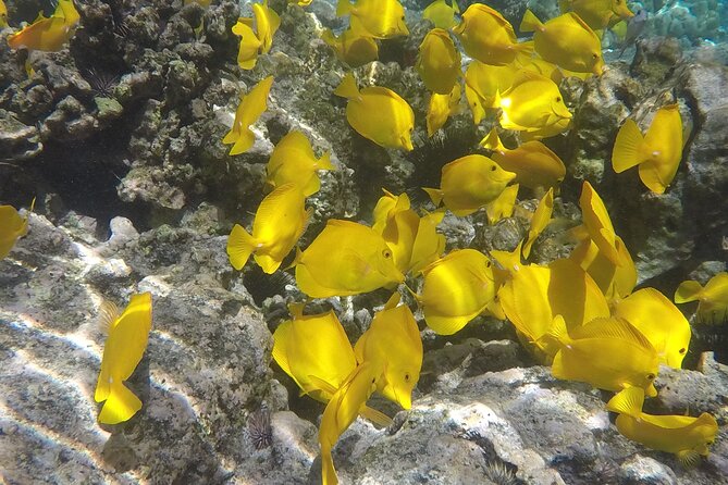 Kealakekua Bay (Captain Cook Monument) Snorkel and Sail Adventure - Is $189 a fair price?