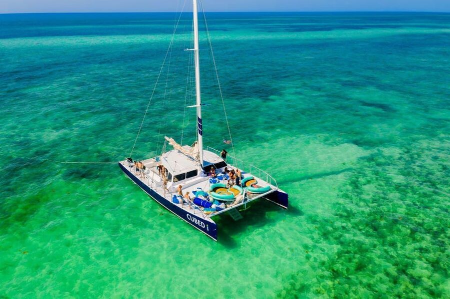 Key West: Afternoon Catamaran Sail and Dolphin Watch - Watching bottlenose dolphins in the wild