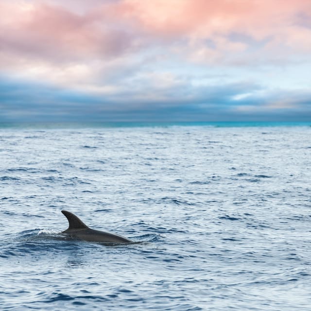 Key West: Afternoon Catamaran Sail and Dolphin Watch - What the 150-minute catamaran ride feels like