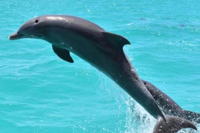 Key West's Favorite Afternoon Dolphin Sail - Searching for dolphins in open water