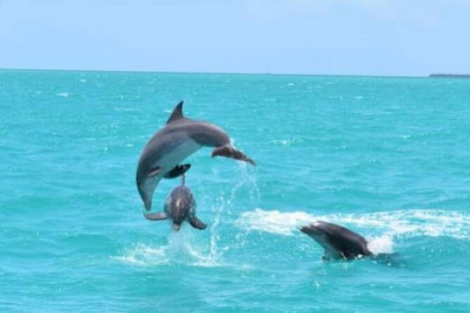 Key West's Favorite Afternoon Dolphin Sail - Sunset Key and the scenic return