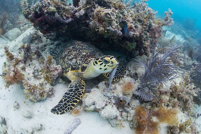 Key West Sail and Snorkel Day Trip from Fort Lauderdale - Is $149 a good value?