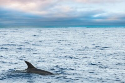 Key West Sunset Sail: Dolphin Watching, Wine, and Tapas