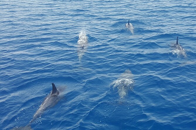 Key West Sunset Sail: Dolphin Watching, Wine, and Tapas - What you actually eat and drink onboard