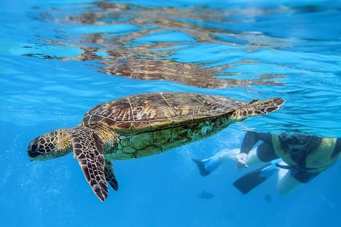 Ko Olina Catamaran Sail and Snorkel with Lunch - What snorkeling is like at the reef stop