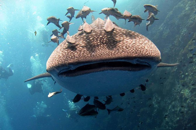 Koh Samui 2-Dive Trip to Sail Rock for certified divers - Sail Rock, Koh Samui’s Big Underwater Attraction