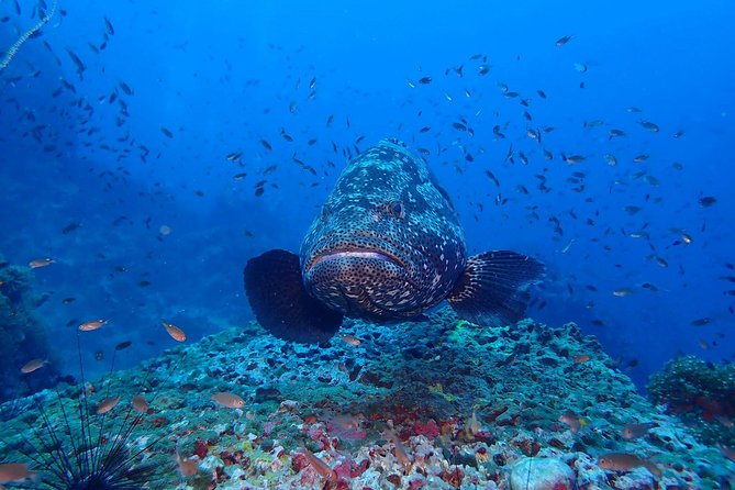 Koh Samui 2-Dive Trip to Sail Rock for certified divers - Two Underwater Sessions at One Productive Site
