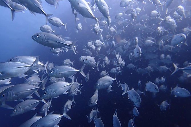 Koh Samui 2-Dive Trip to Sail Rock for certified divers - Practical Details Before You Commit