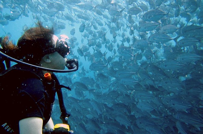 Koh Samui 2-Dive Trip to Sail Rock for certified divers - Should You Book It?