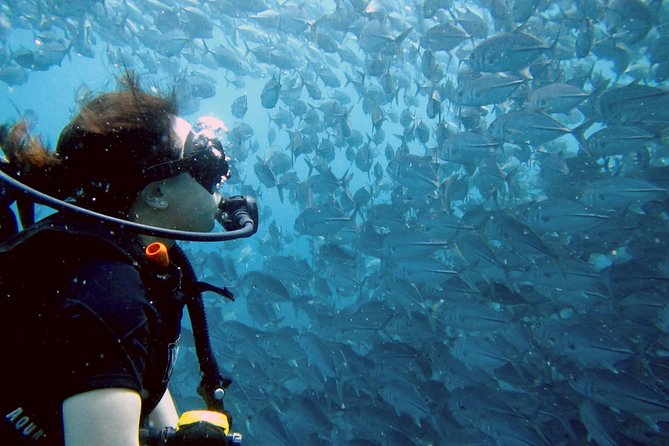 Koh Samui 2-Dive Trip to Sail Rock for certified divers - Fish, Coral, and the Chance of a Whale Shark