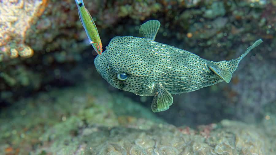 Koh Samui: Day Trip Diving at Sail Rock - Why Sail Rock is worth the boat ride