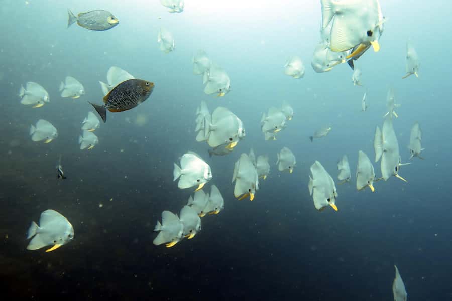 Koh Samui: Day Trip Diving at Sail Rock - The fast boat ride to Sail Rock