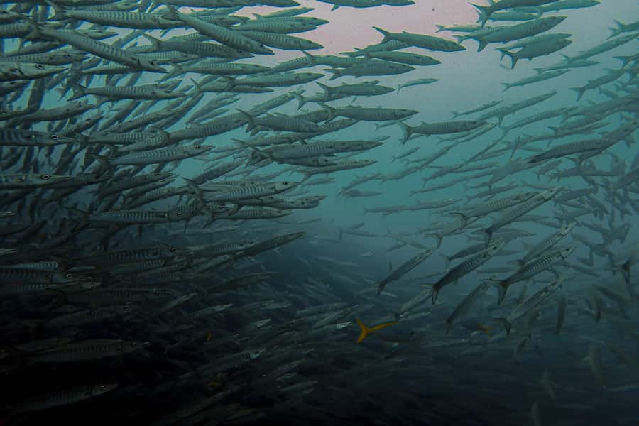 Koh Samui: Day Trip Diving at Sail Rock - Is $186 good value?