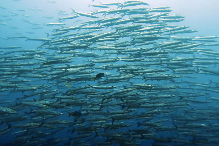 Koh Samui: Day Trip Diving at Sail Rock - From your hotel to the Gulf of Thailand