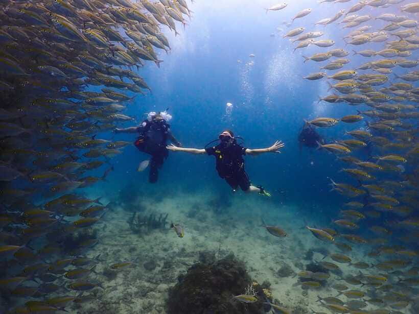 Koh Samui: Discovery Dive to Koh Tao or Sail Rock - What is included for $223