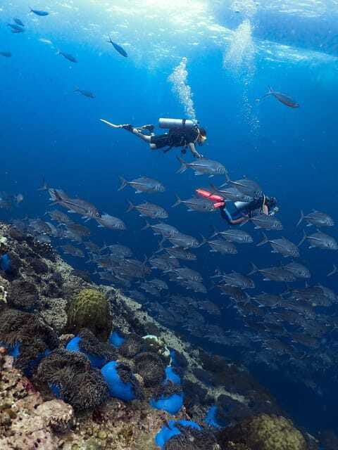 Koh Samui: Discovery Dive to Koh Tao or Sail Rock - Practical details that matter