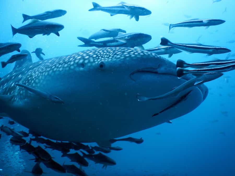 Koh Samui: Dive Tour to Sail Rock - Key points at a glance