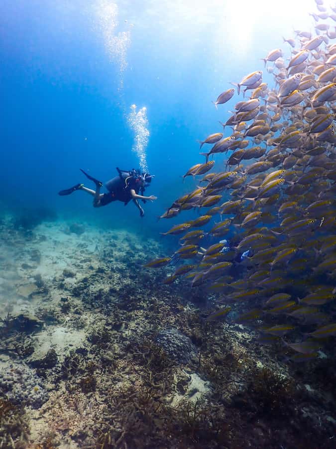 Koh Samui: Dive Tour to Sail Rock - Why Sail Rock is Koh Samui’s big underwater outing