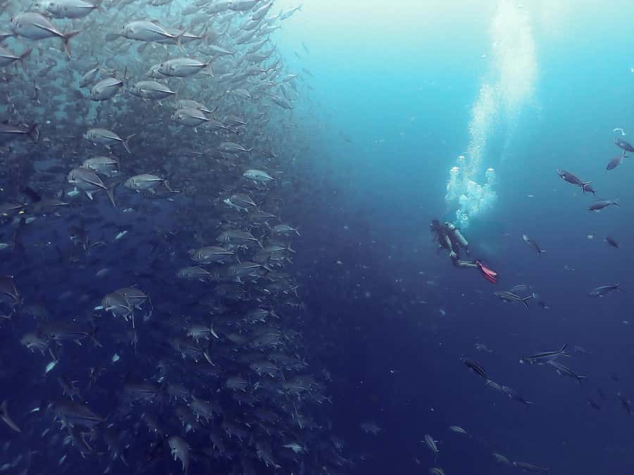 Koh Samui: Dive Tour to Sail Rock - Two 50-minute sessions around the pinnacles