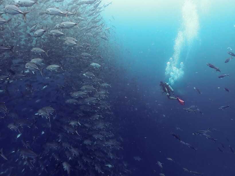 Koh Samui: Dive Tour to Sail Rock - Who will enjoy this Sail Rock trip?