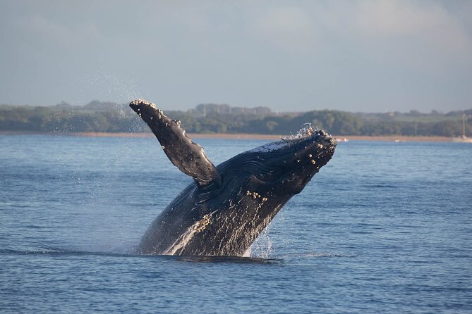 Kona Deluxe Catamaran Whale Watch - Kailua-Kona and Honokohau as the two main stops