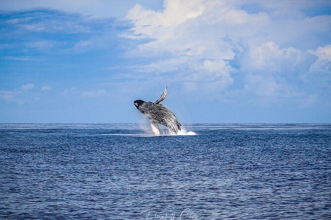Kona Deluxe Catamaran Whale Watch - Who will enjoy this Kona whale watch