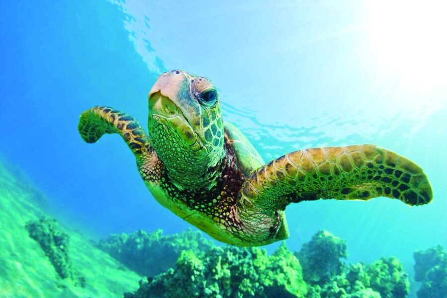 Kona Turtle Snorkel Sail with Lunch and Drinks - What to pack for a comfortable outing