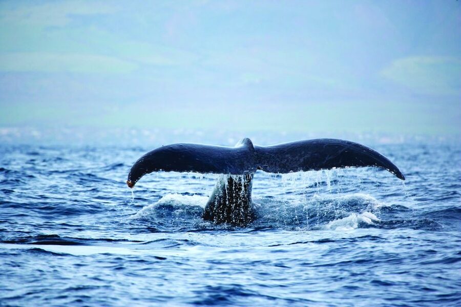 Kona Turtle Snorkel Sail with Lunch and Drinks - Booking flexibility and harbor advice