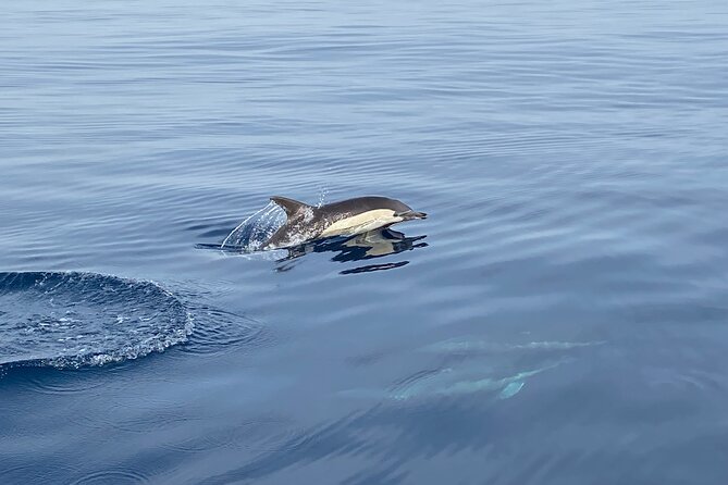 La Herradura: Sailboat with a view of dolphins-Shared - Meeting the skipper and managing the start