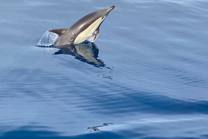 La Herradura: Sailboat with a view of dolphins-Shared - A quiet sailboat, not a loud boat tour