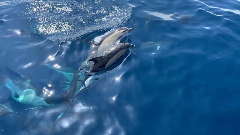 La Herradura: Sailing with a view of dolphins - Anchoring for swimming, snorkeling, and paddleboarding