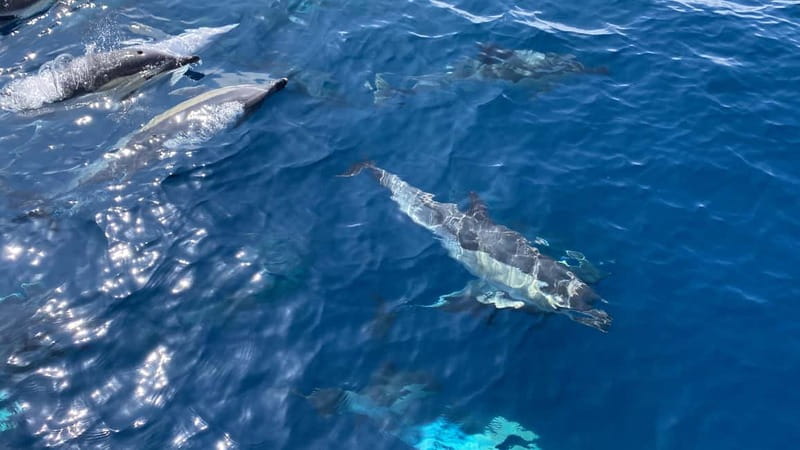 La Herradura: Sailing with a view of dolphins - Should you book the La Herradura sailing trip?