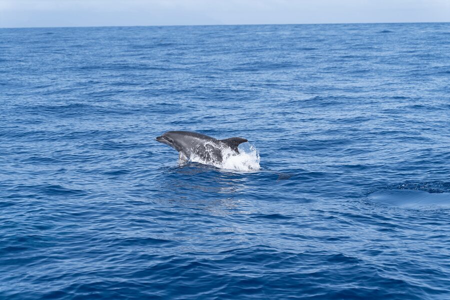 Los Gigantes: Private Sailing Tour with Swim, Drink, & Tapas - Should You Book Blue Dream Sailing?