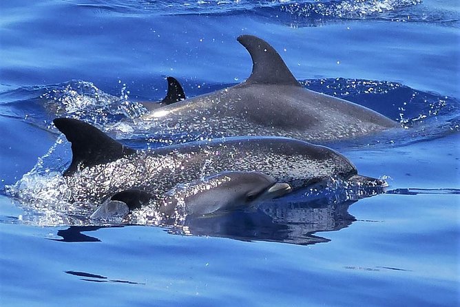 Los Gigantes Whale Watching Charter by Sail Boat - Why the small Bavaria Cruiser makes a difference