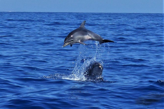 Los Gigantes Whale Watching Charter by Sail Boat - What happens if the weather changes
